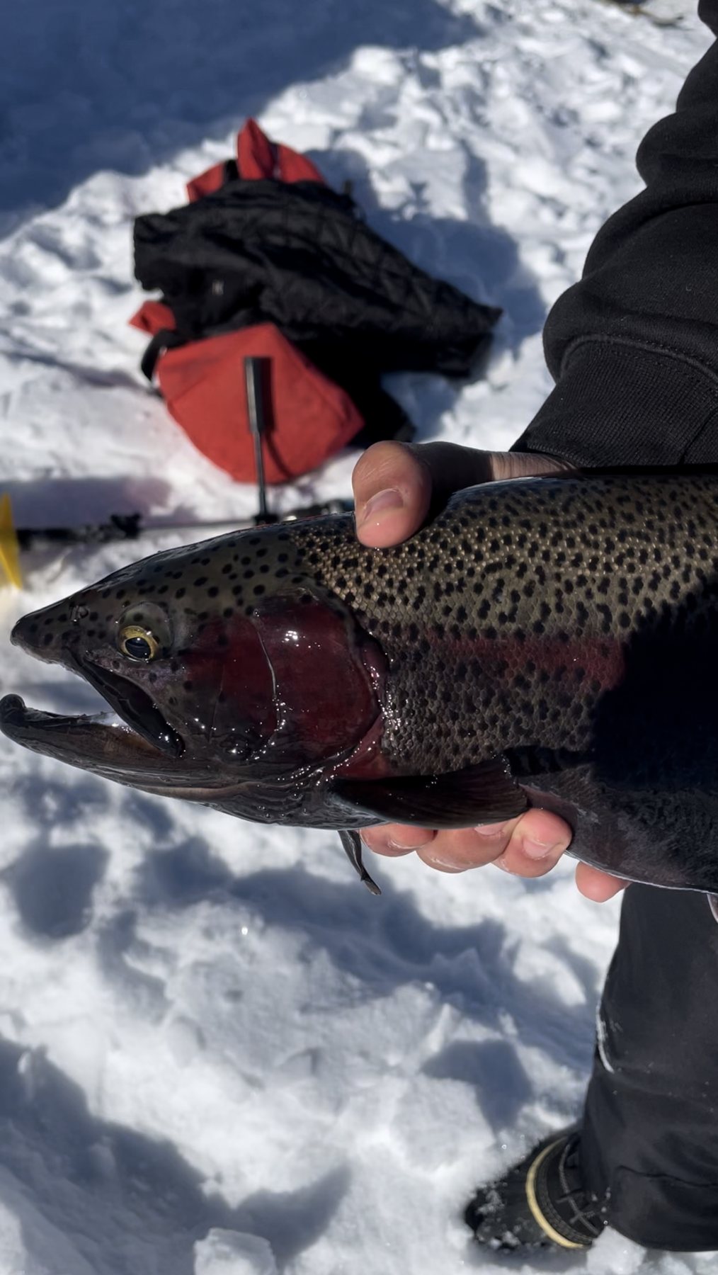 Close-up of a rainbow trout held over the snow on the ice